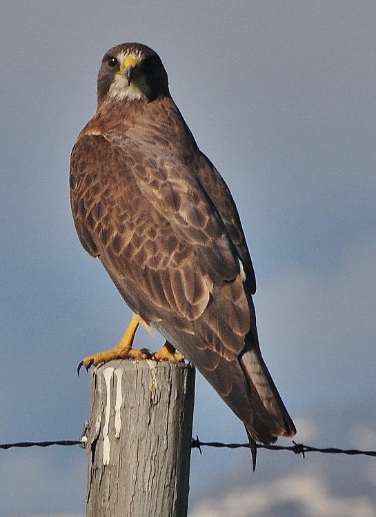 red-tailed hawk